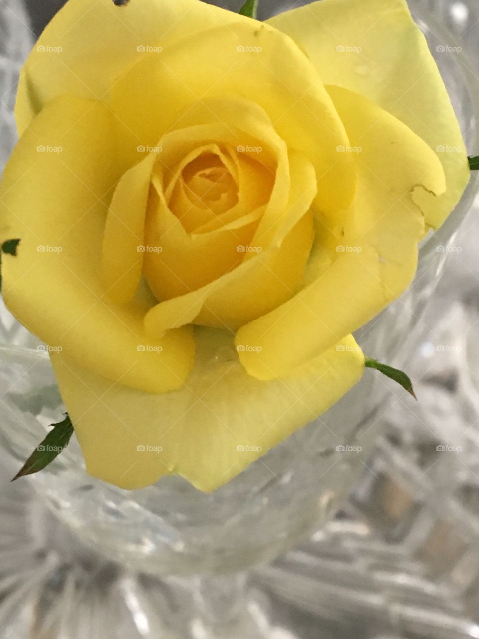 Yellow rose & crystal