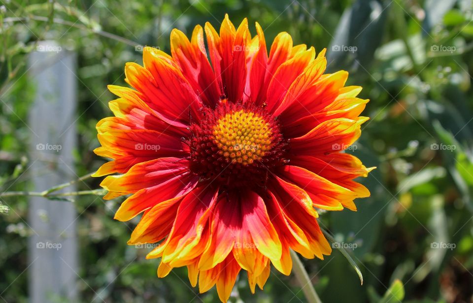 A close up shot of a single flower with red and yellow petals that looks like a sunflower. Blurred greenery in the background. Flower fills most of the frame