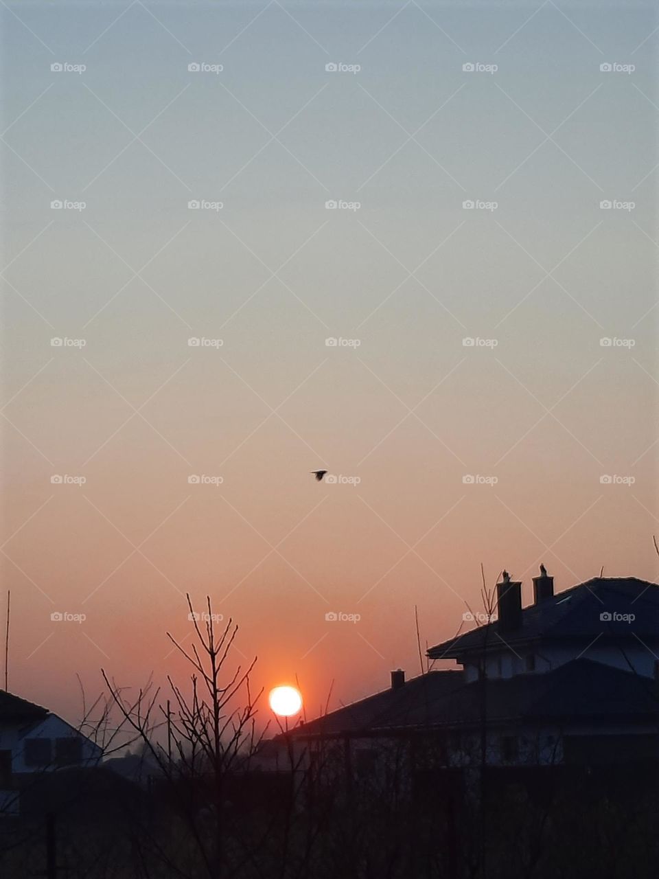 early spring sunrise with flying bird