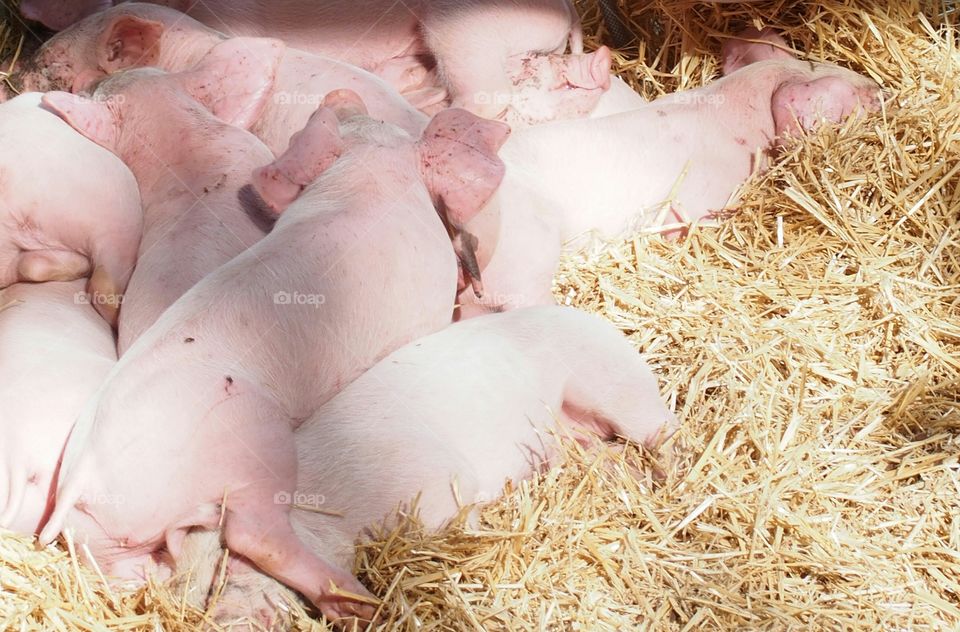 Piglets sleeping on hay