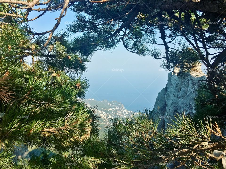 Window to the sea through the forest 