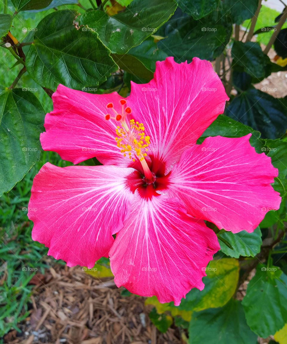 bright pink hibiscus