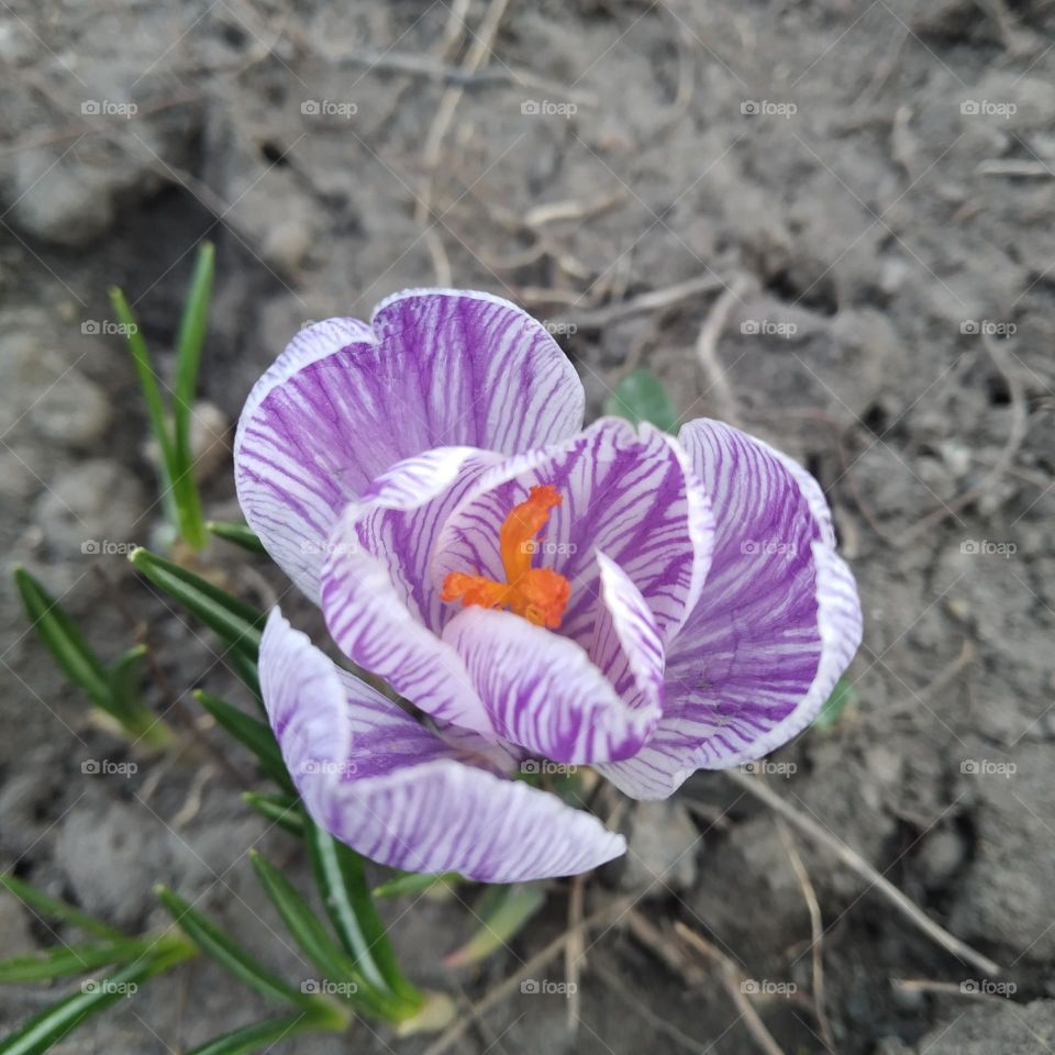 crocuses