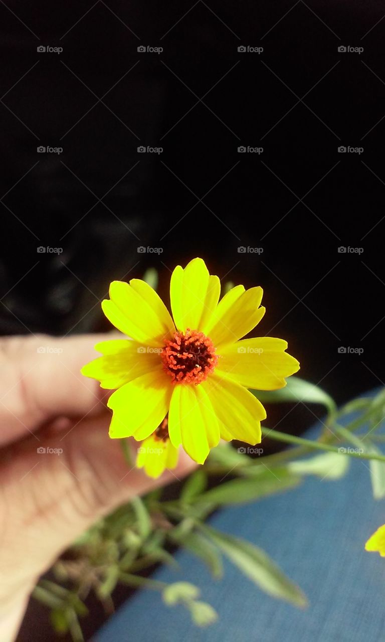 yellow flower. wild flower