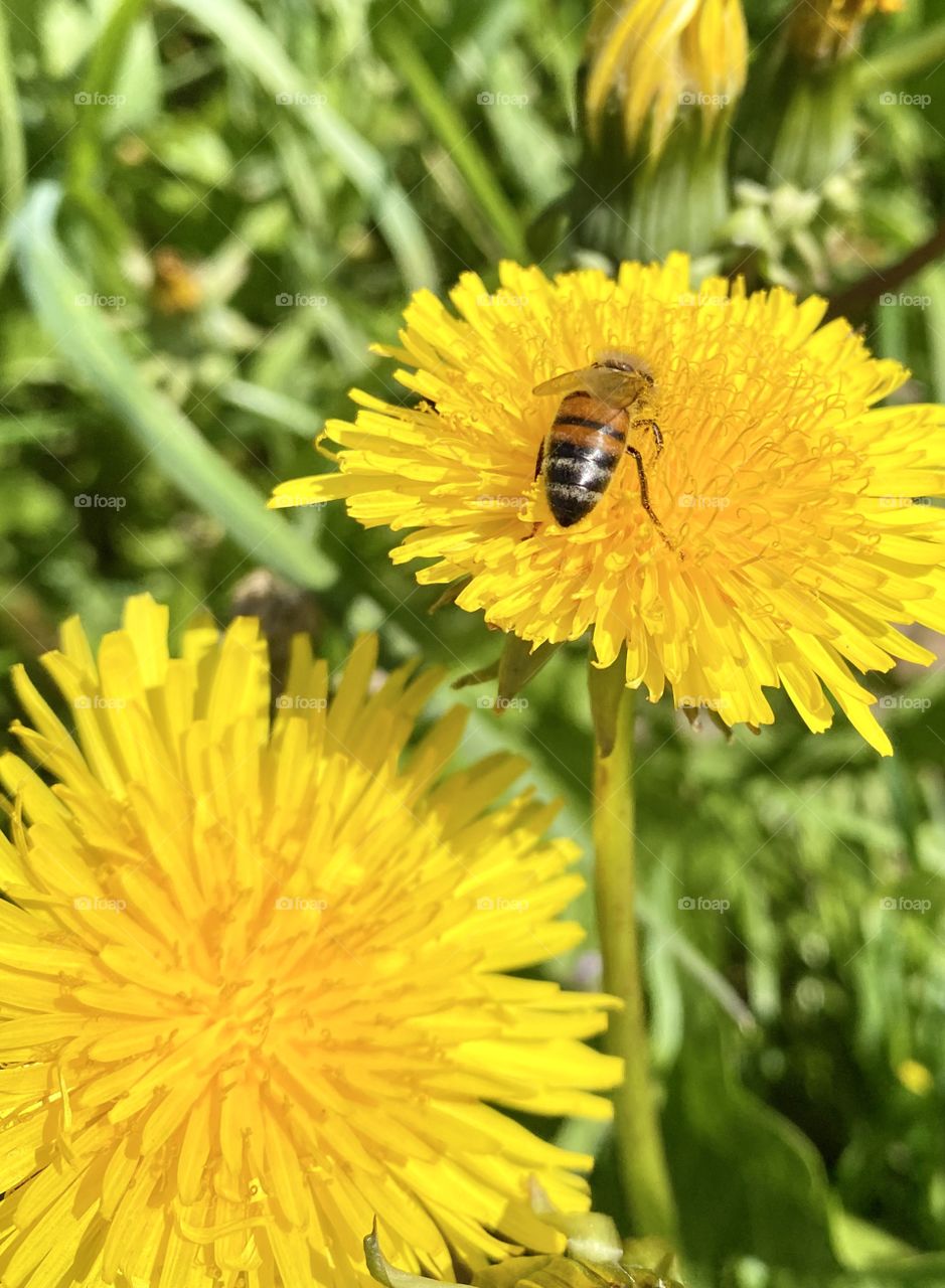 A bee on a dandelion 