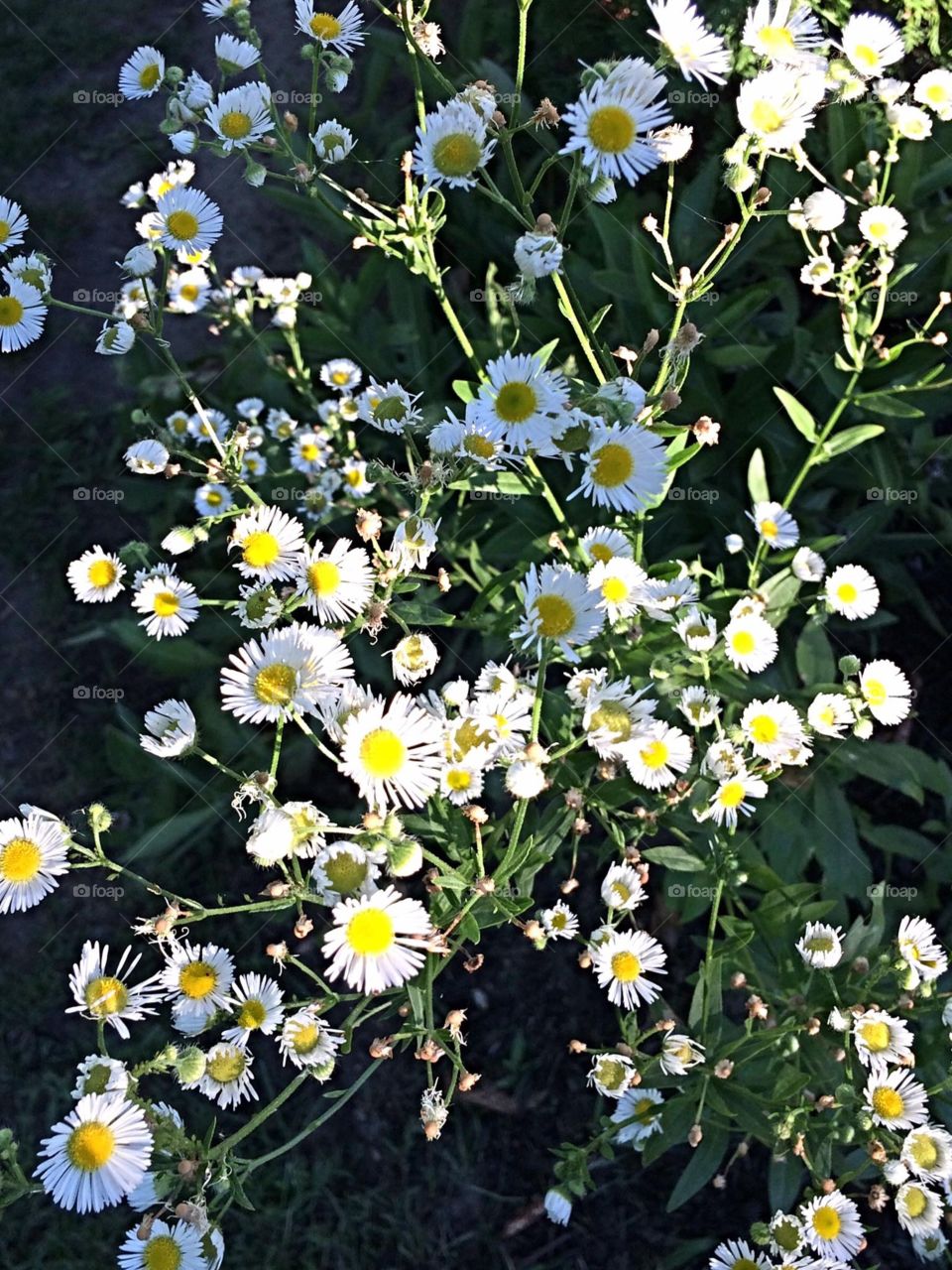 Miniature daisies 