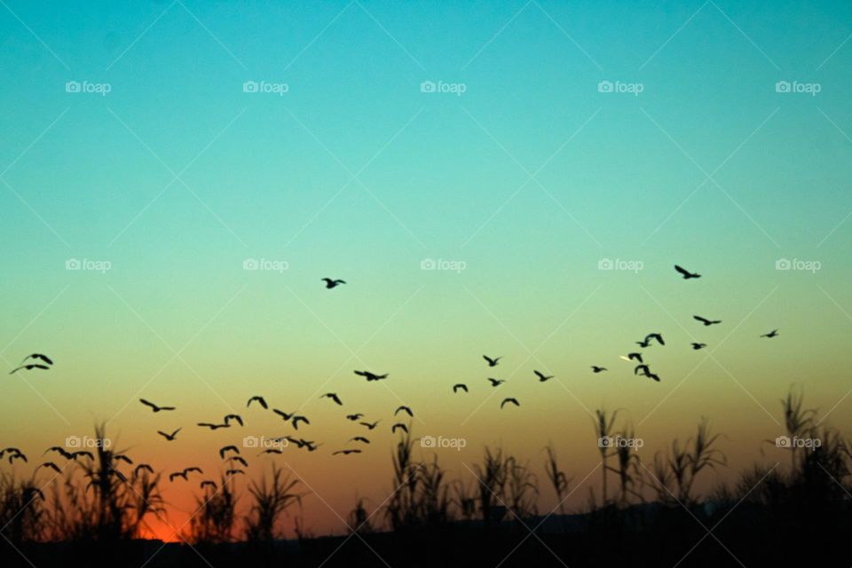 A band of birds flying in the sunset