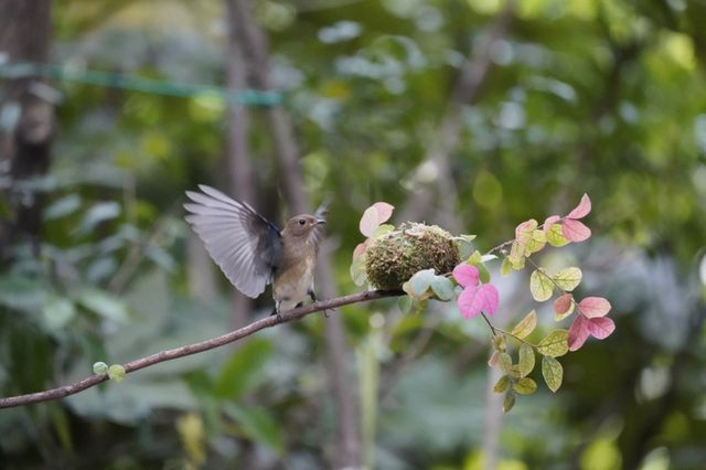 bird