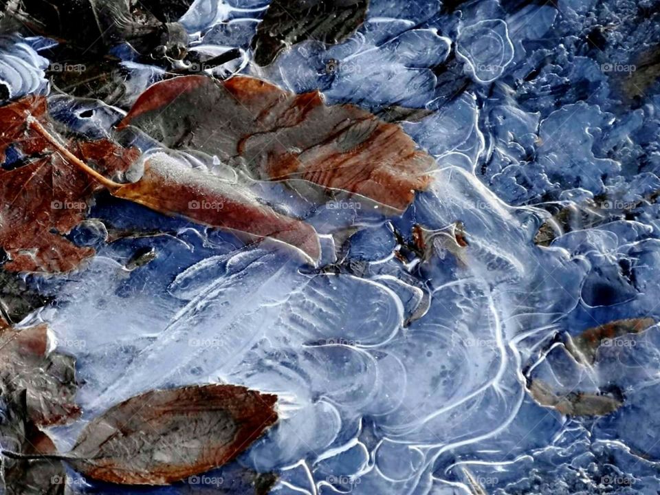 Frozen leaves in the ice