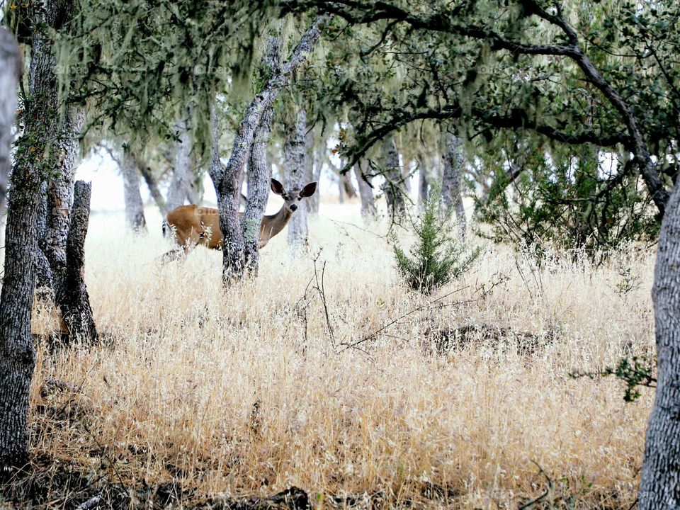 A cute deer in the forest