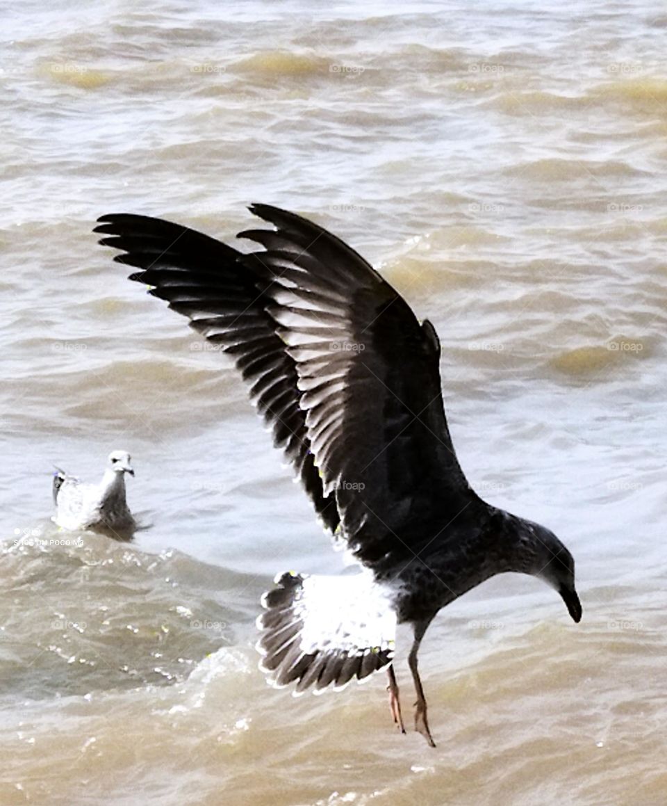 beautiful seagull near the beach at essaouira city in Morocco.