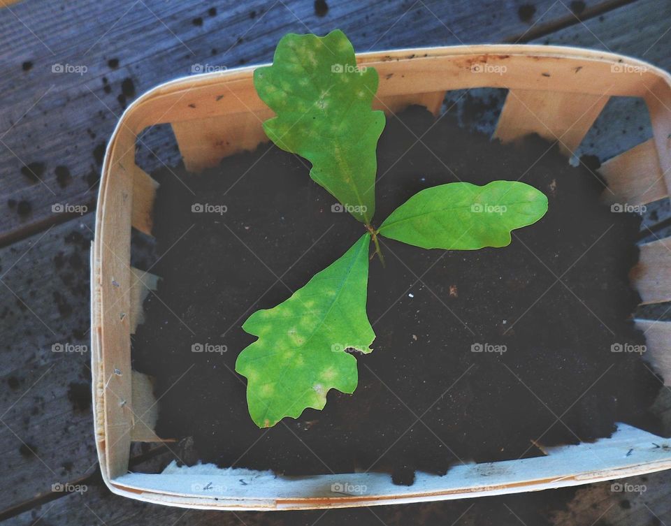 spring seedling of a young oak tree