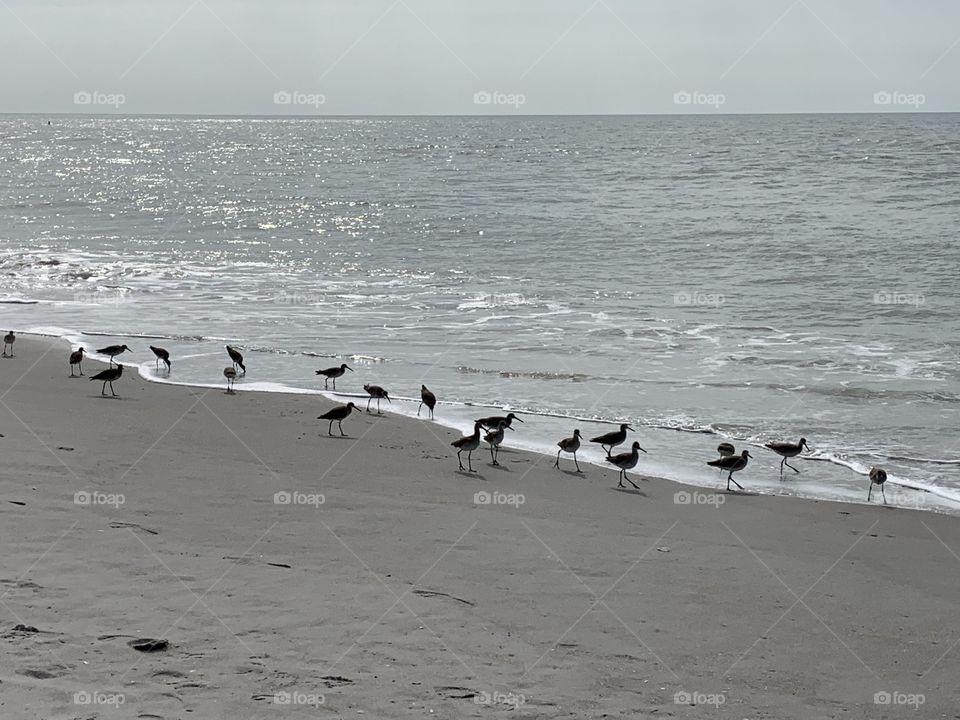 Shore birds