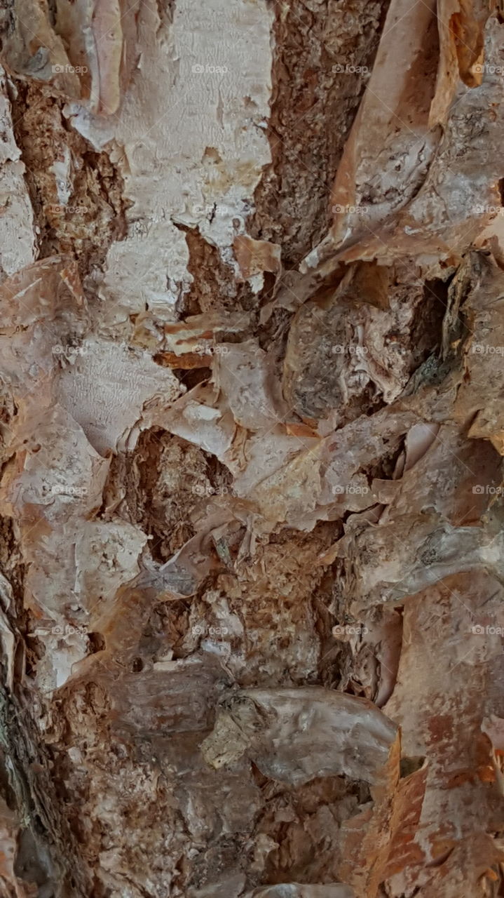 macro tree bark