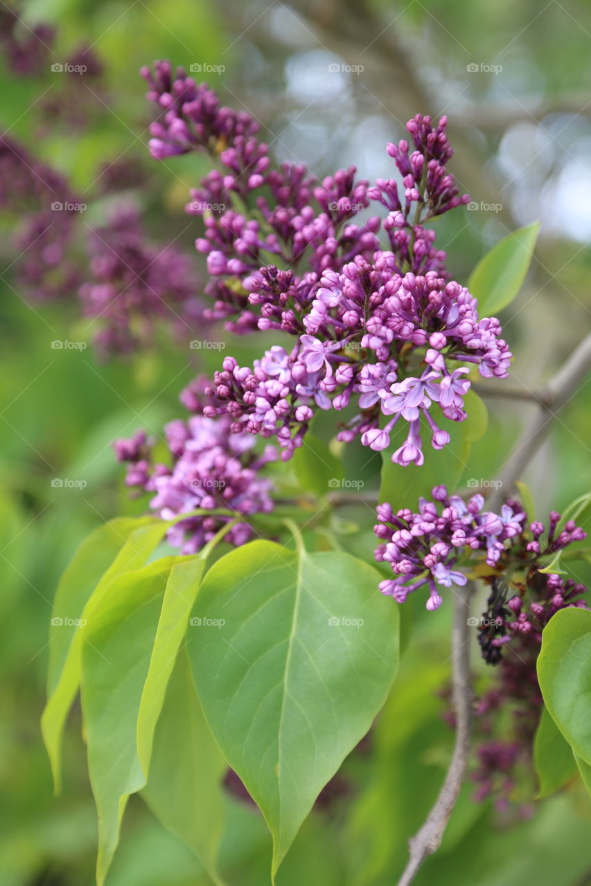 Syrenbuske in bloom