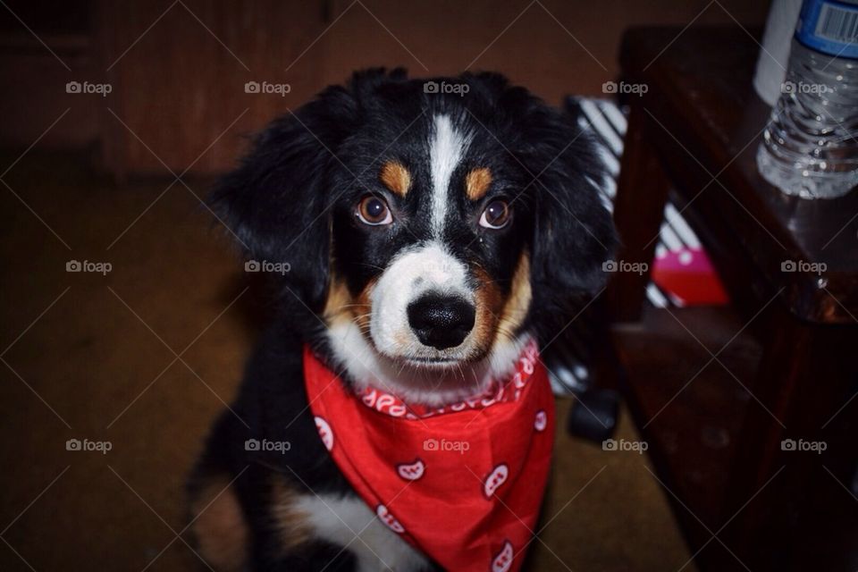Australian Shepherd Puppy