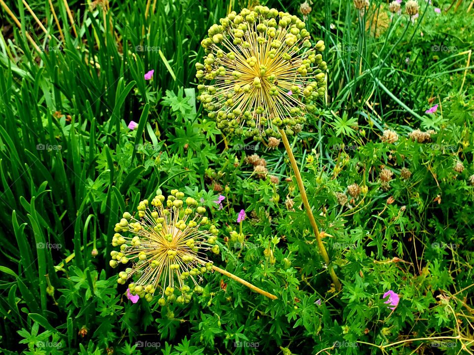 flowers