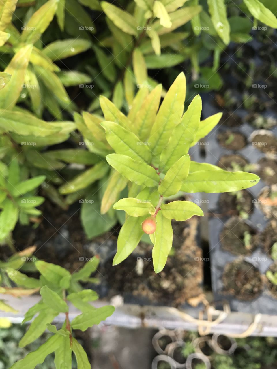  Pomegranate Nursery
