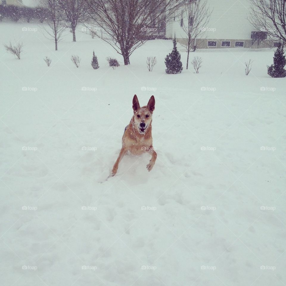 Snow dog