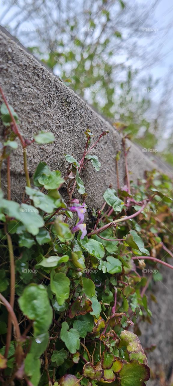 Mauerblume - Wall plant