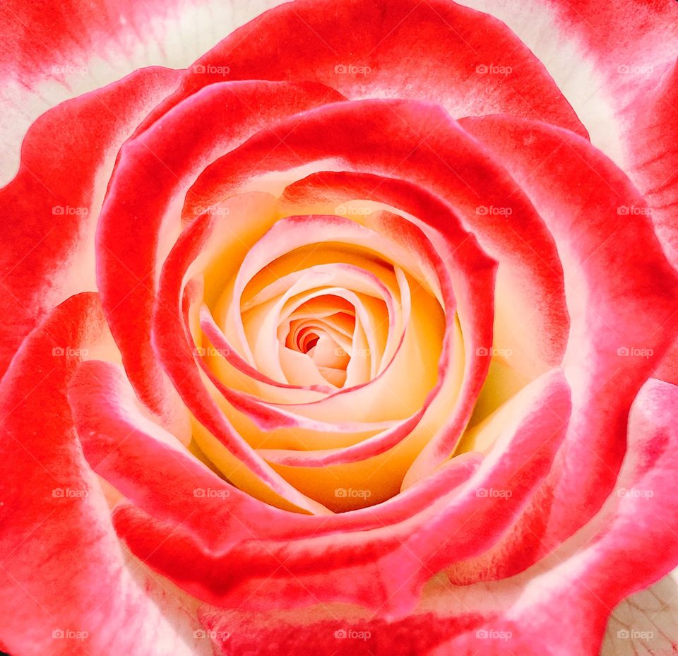 Extreme close-up of rose