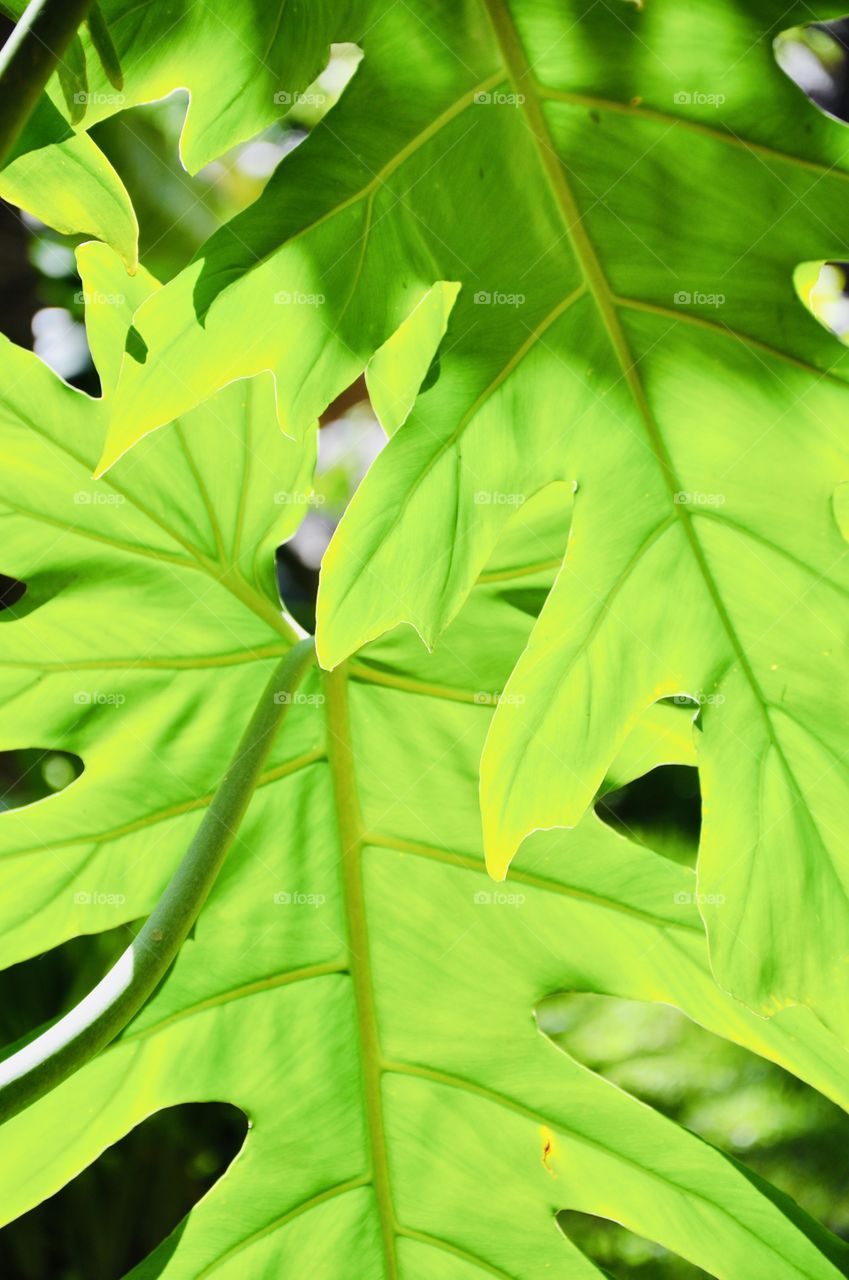 Sun is shining through these large green leaves making every part of them just pop in shades of green! 