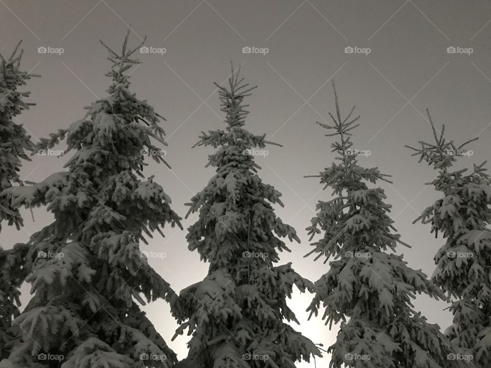 Fir Trees in the evening 