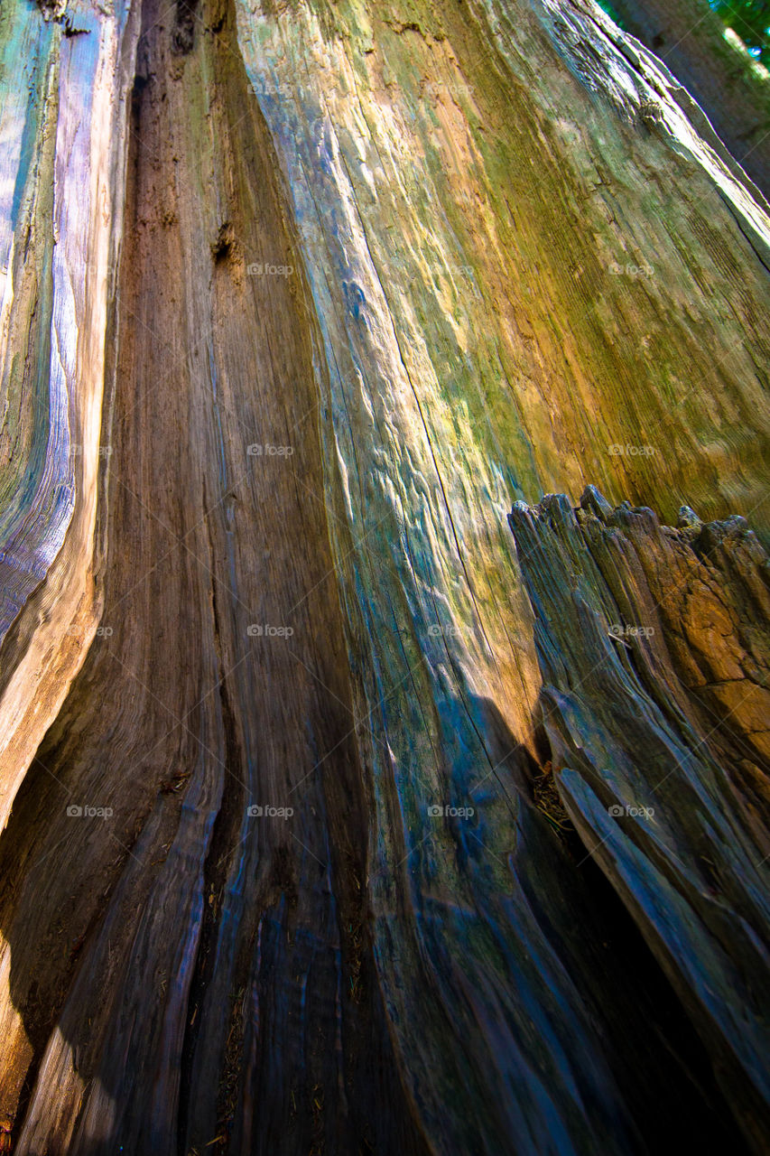 Low angle view of tree trunk