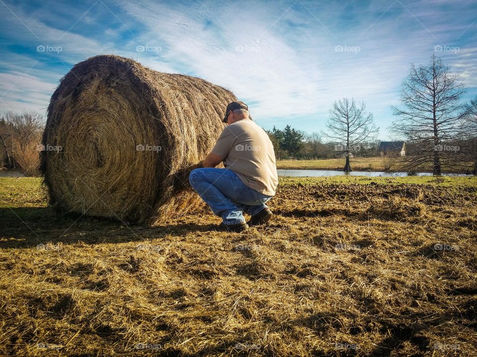 A Farmer Rancher Putting Out a Bale of Hay in winter on a farm by a pond