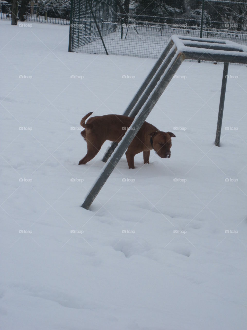 dog in the playground during winter