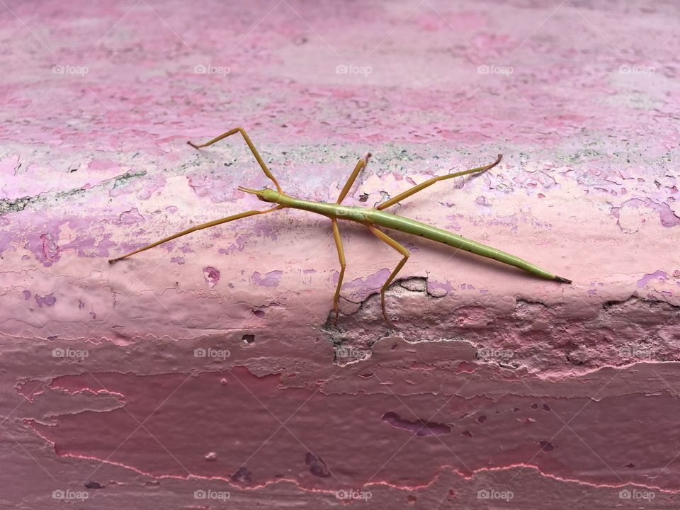 Stick insect on wall