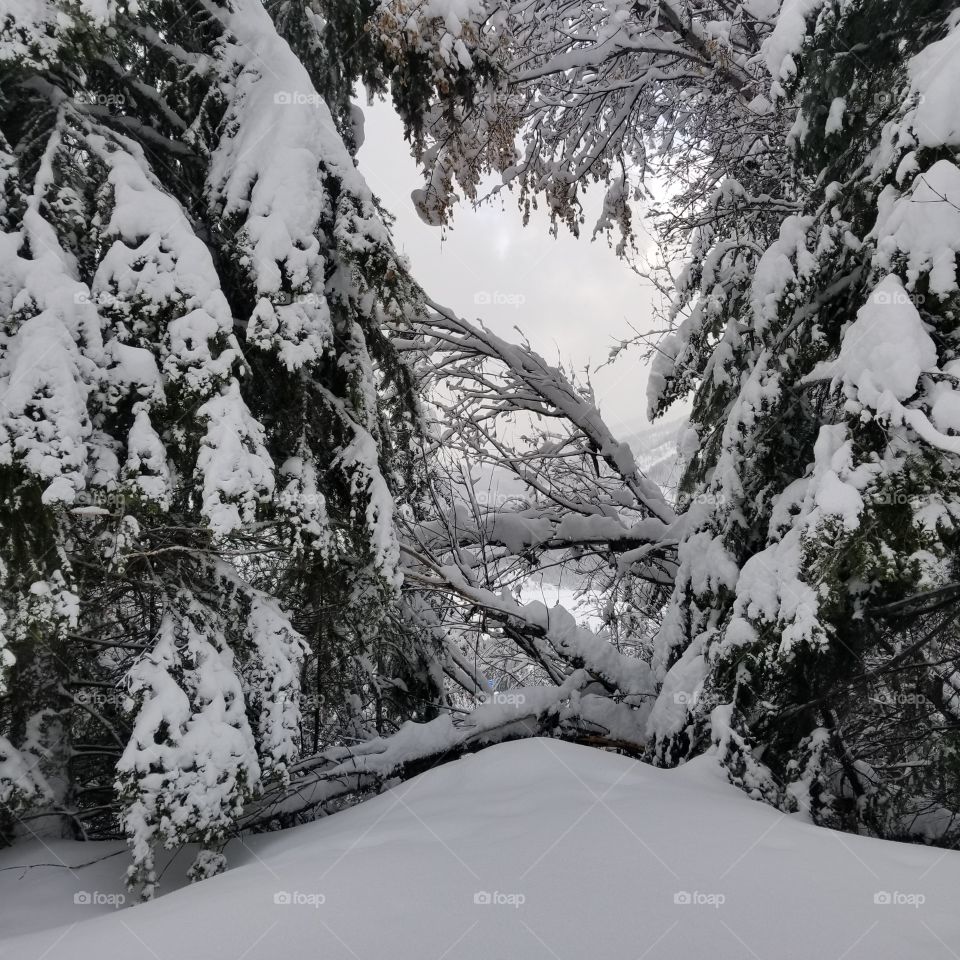 looking thru tree branches