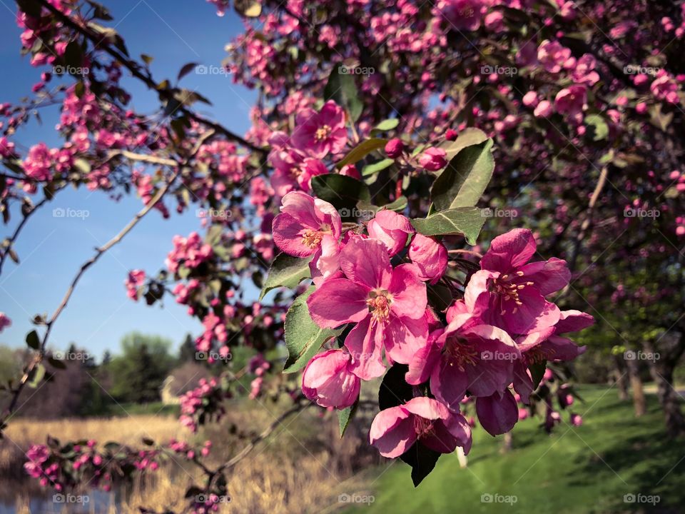 Beautiful blooms