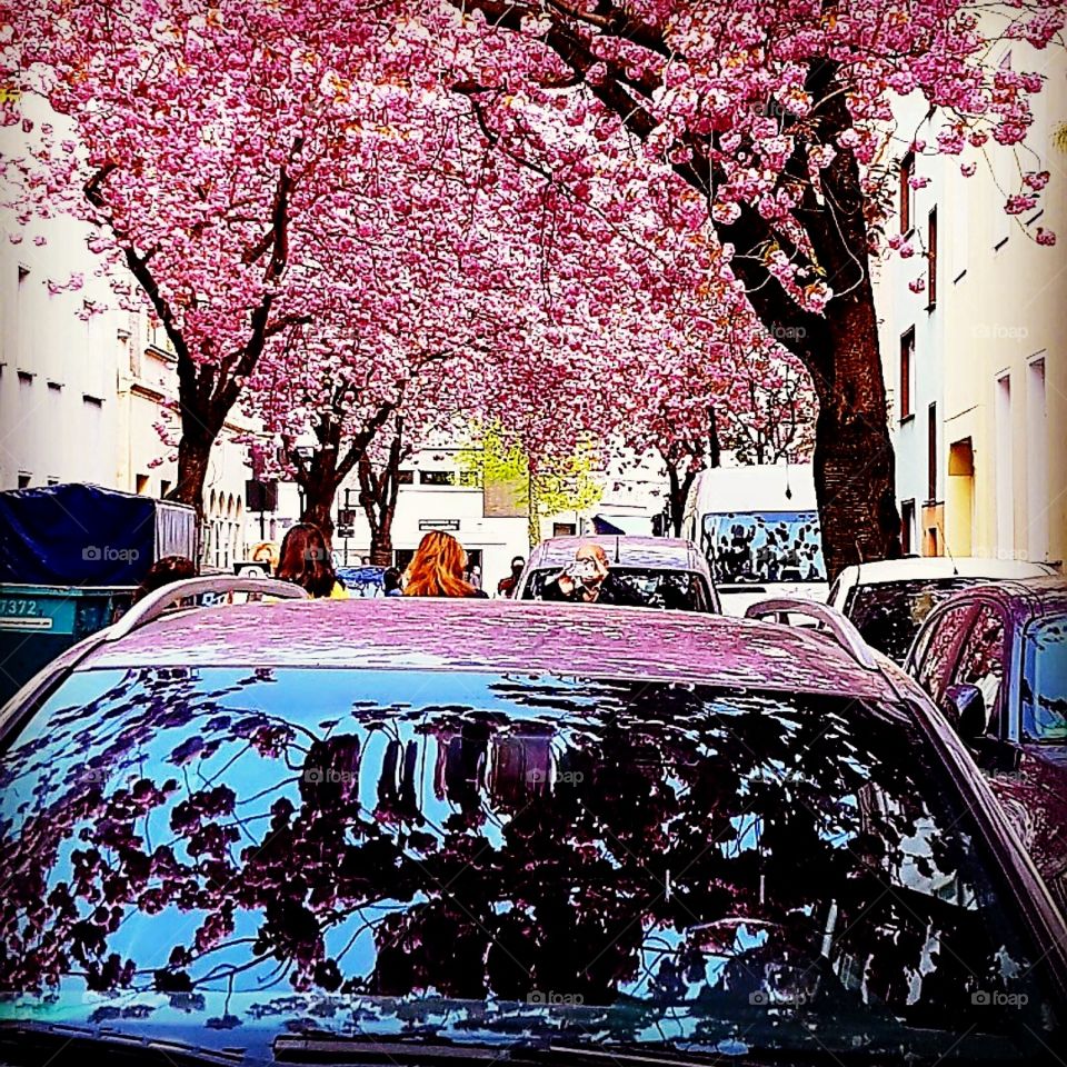 Kirschblüten Fest Bonn