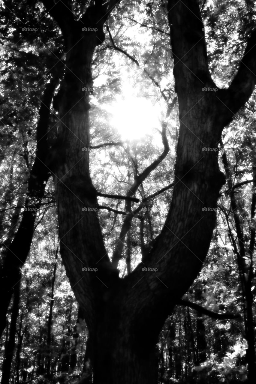 sun shining through trees in the forest