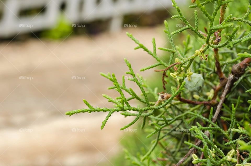 Leaves Of The Cupressus Macrocarpa Plant