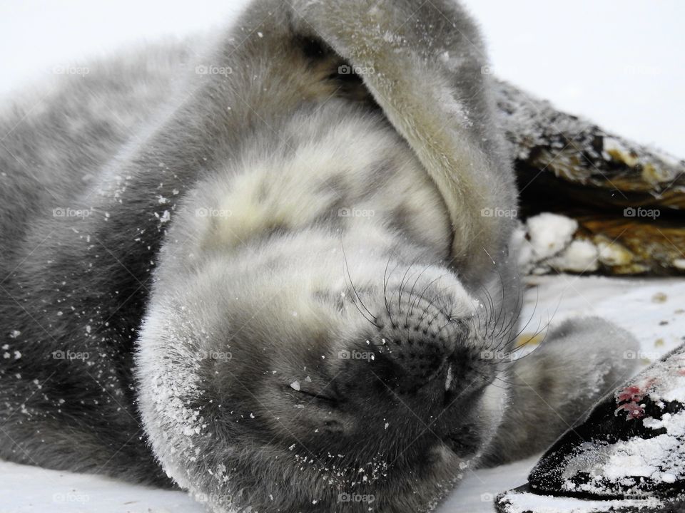 Weddell seal pup, Antarctica