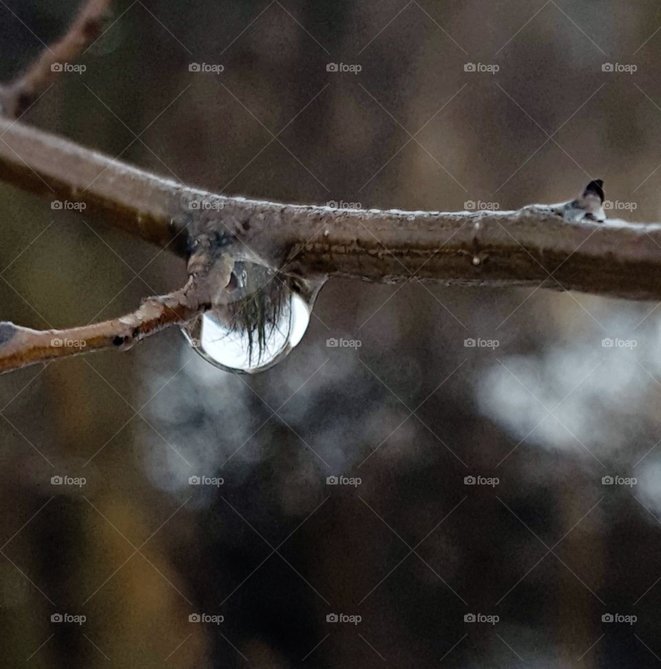 bare winter trees are reflected in a rain drop