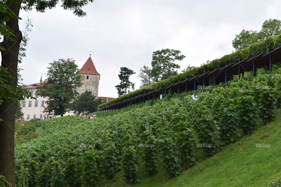 A vineyard in Prague.