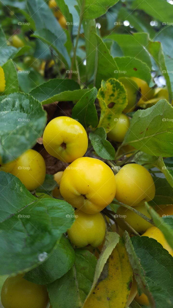 autumn's fruit