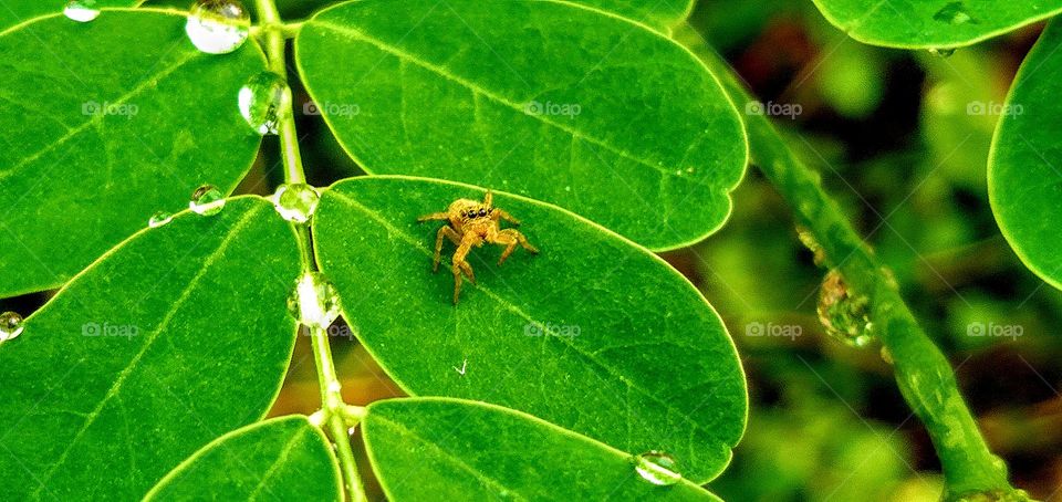 A little and cute spider on the malunggay leaf.