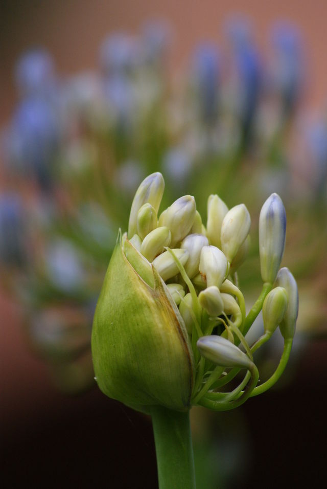 green plant starting to bloom