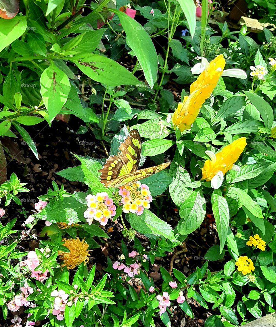 butterfly and flowers