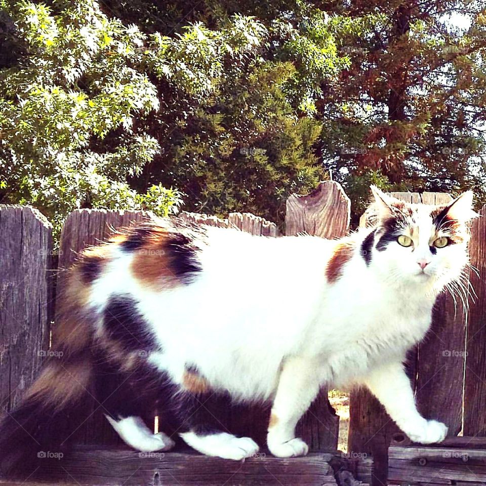 calico cat walking the fence line