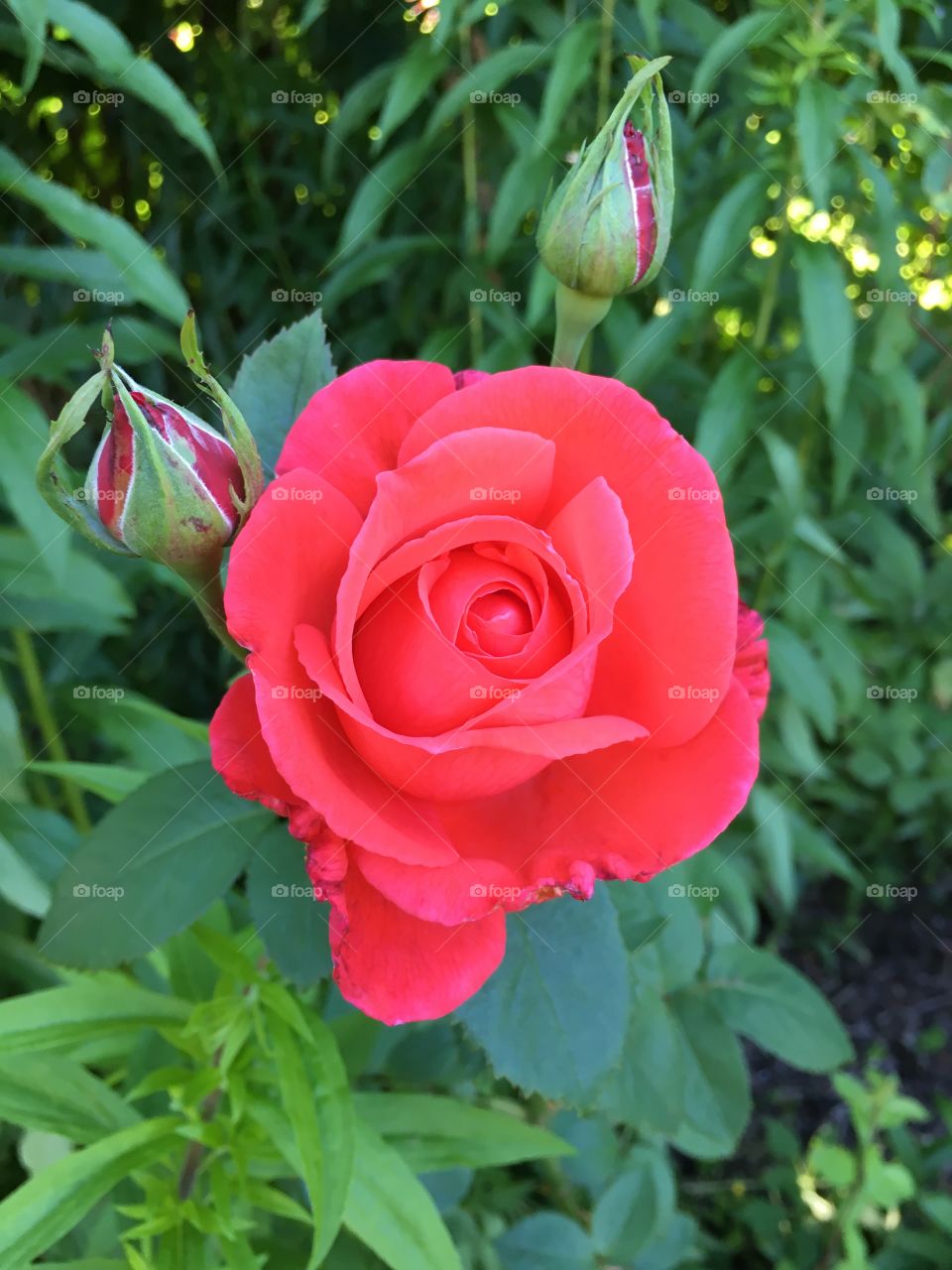 Beautiful pink rose