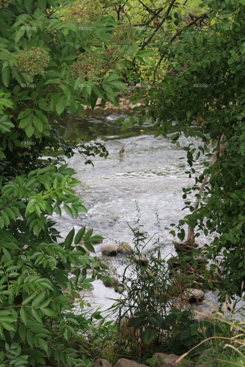 water and foliage