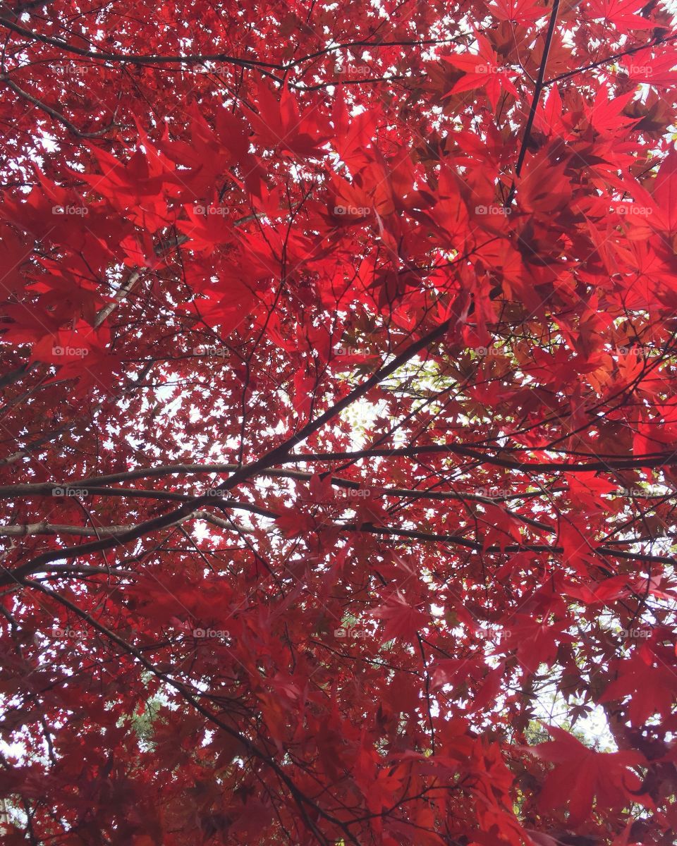 Leaf, Tree, Season, Fall, Bright