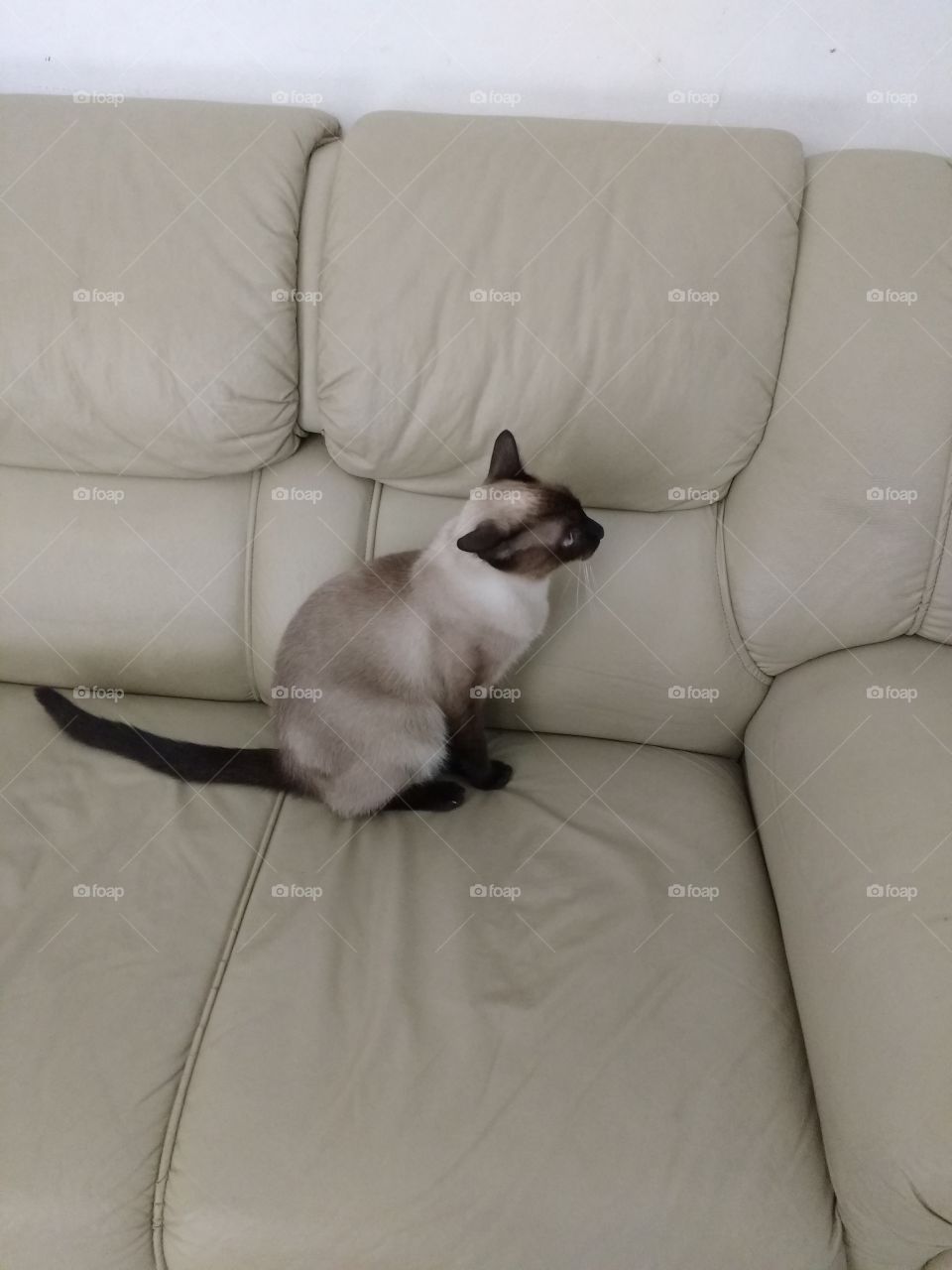 gato no sofá