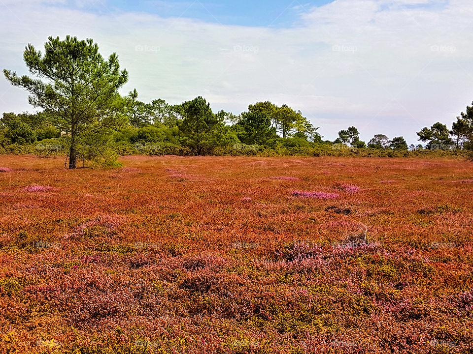 a field of beautiful, red broom and heather