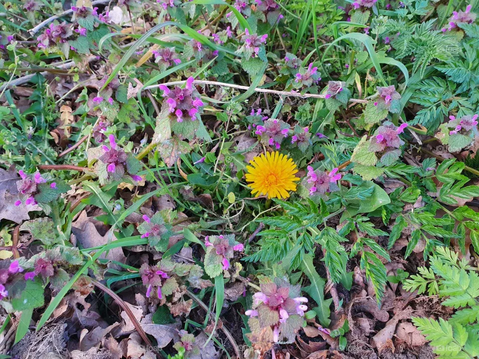 Nature